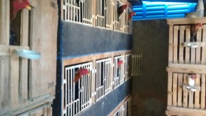 IMG-20170729-WA0145