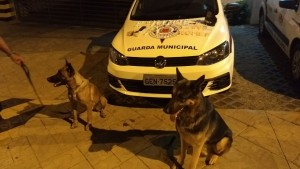 Cães mostram eficiência.