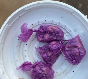 Drogas escondidas no chveiro